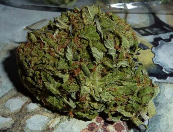 Semillas regulares de BC Pinewarp