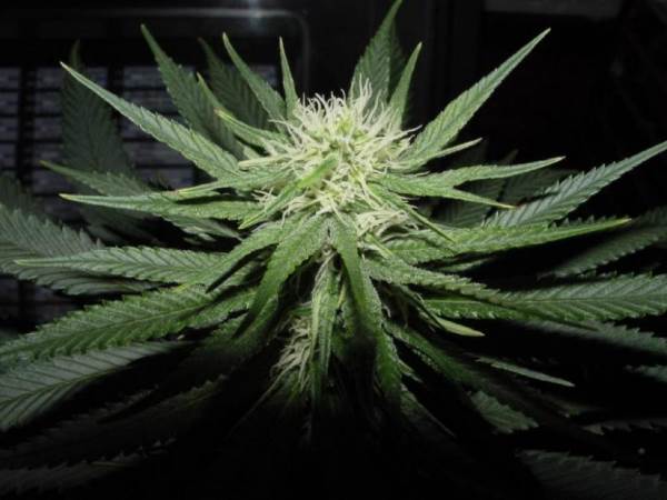 Semillas regulares de Sweet God