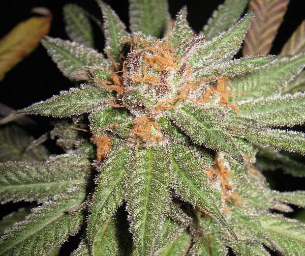 Semillas regulares de Dynamite OG