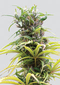 Hawaii Maui Waui Regular Seeds