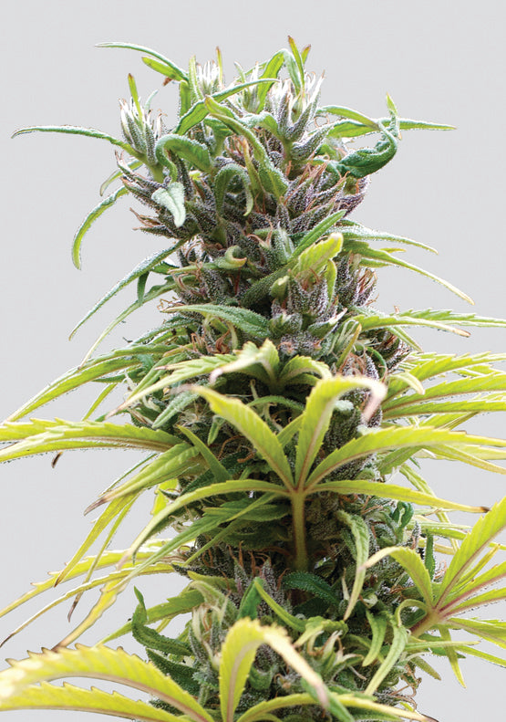 Hawaii Maui Waui Regular Seeds