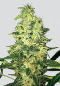 Super Skunk reguläre Samen