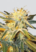 Ice Regular Seeds