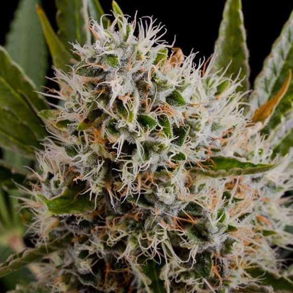 Lithium OG Kush Feminised Seeds