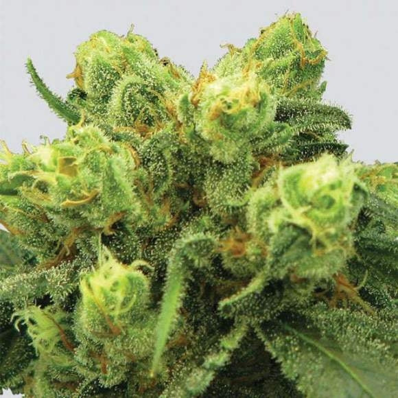 Big Bud feminisierte Samen