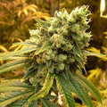 Sour Diesel feminisierte Samen