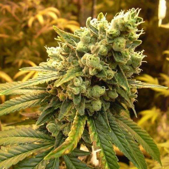 Sour Diesel Feminised Seeds