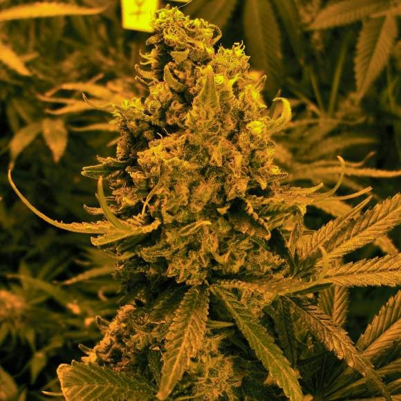 Blueberry Kush Auto Feminisierte Samen