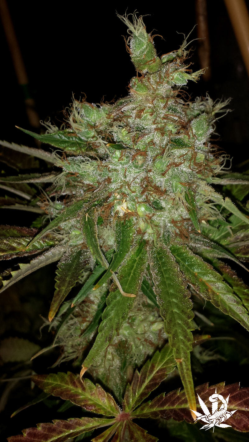 Semillas feminizadas de Garlic Cheese