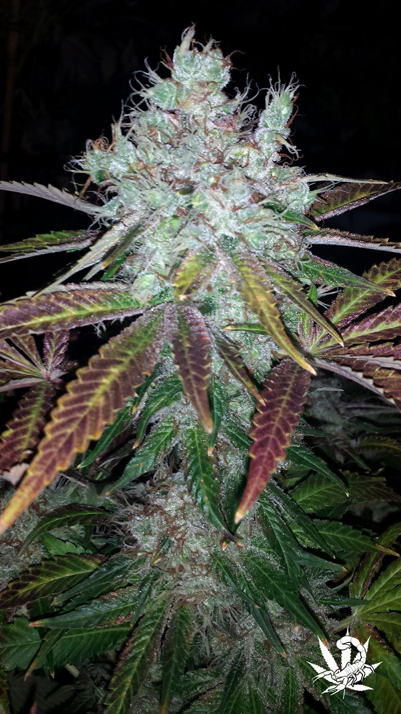 Semillas feminizadas de Super Lemon Jack