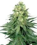 White Widow Regular Seeds