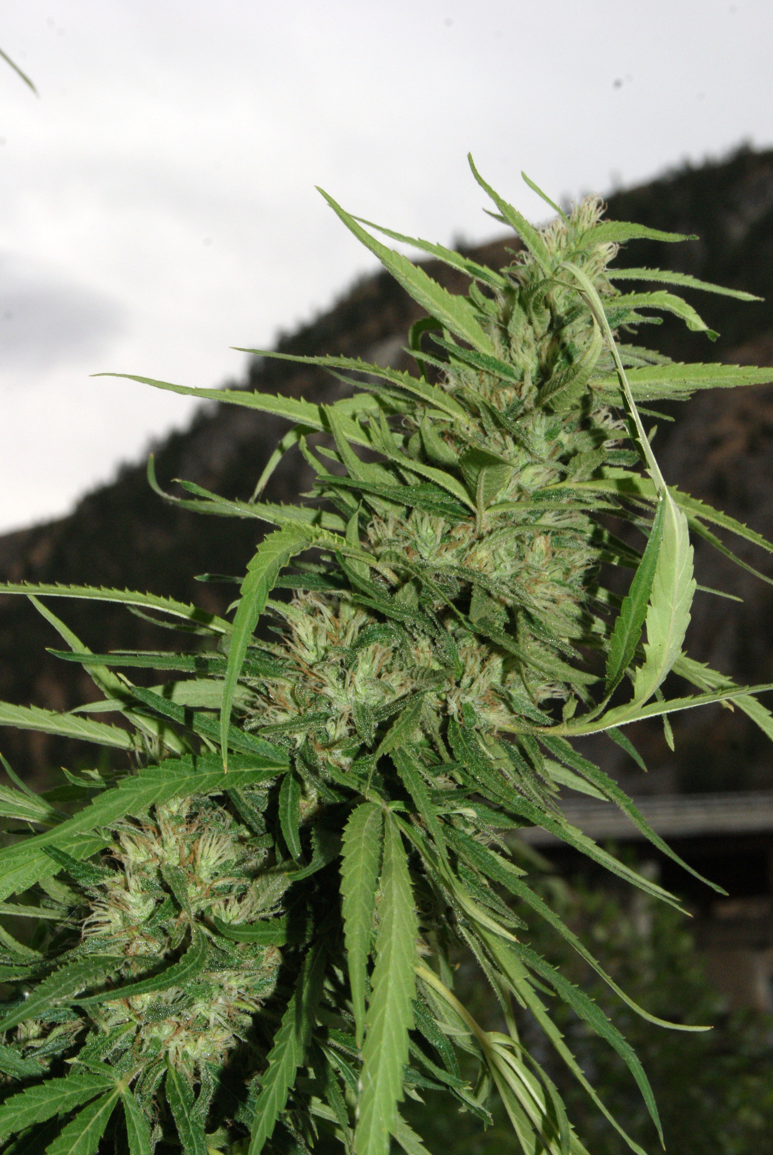 Cookie G13 Super Auto Feminisierte Samen