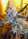 Heaven's Haze Auto Regular Seeds