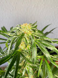 Jack Herer FAST Feminised Seeds - BULK x 100