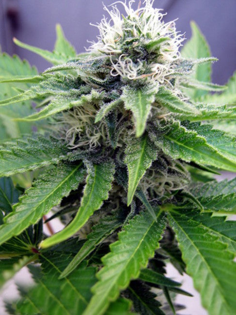 C99 x Blueberry FAST Feminised Seeds - BULK x 100