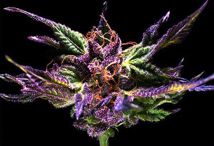 Semillas feminizadas Ken's Original GDP (Grand Daddy Purple)