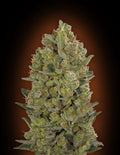 Female Collection #3 Feminised Seeds