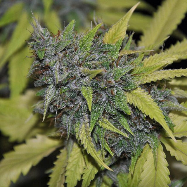 Semillas feminizadas Grandaddy Confidential