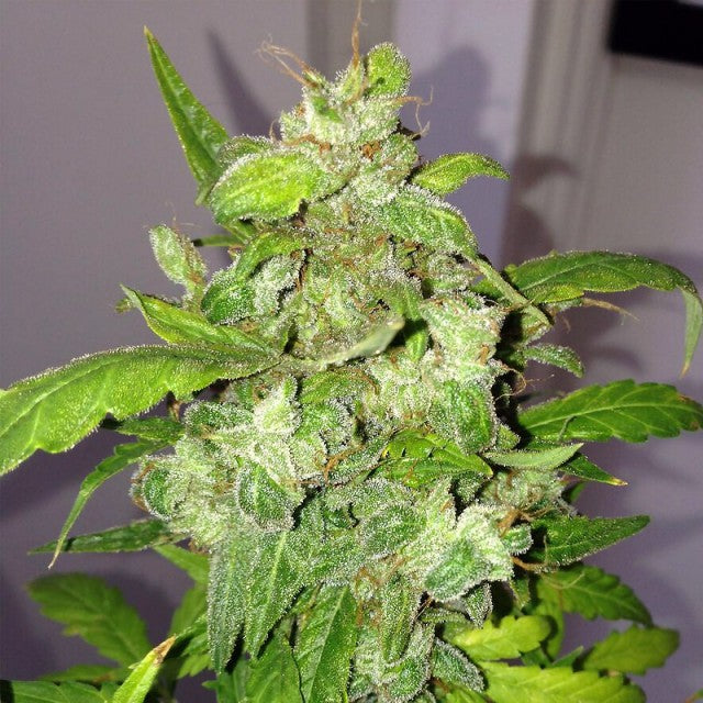 Semillas feminizadas de Lemon Bubble Auto