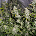 Semillas feminizadas de Sour Walker