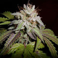 Semillas feminizadas Sunset, también conocidas como Sunset Sherbet