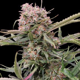 Semillas feminizadas de Gigabud Auto