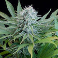 Peach Puree CBD Feminised Seeds