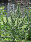 Haze CBD Auto Regular Seeds