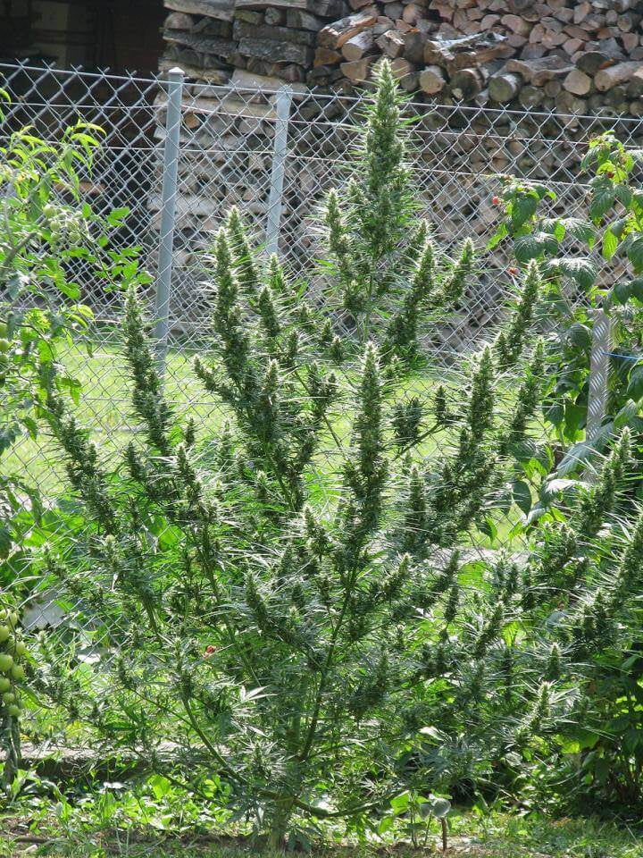 Haze CBD Auto Regular Seeds