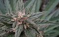 Early Sativa Regular Seeds