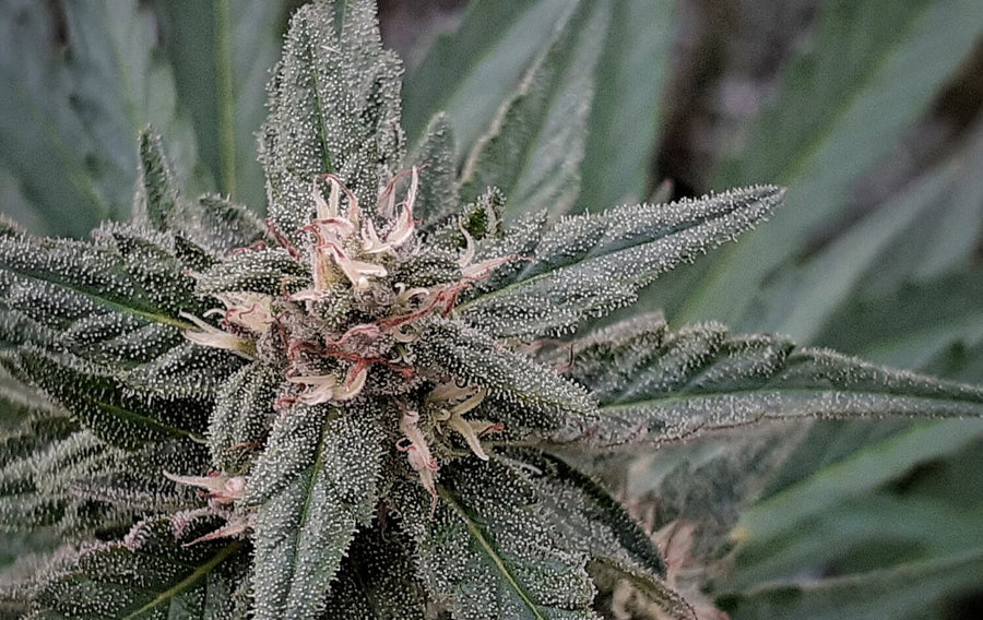 Early Sativa Regular Seeds
