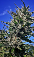 Haze Tao Auto Regular Seeds