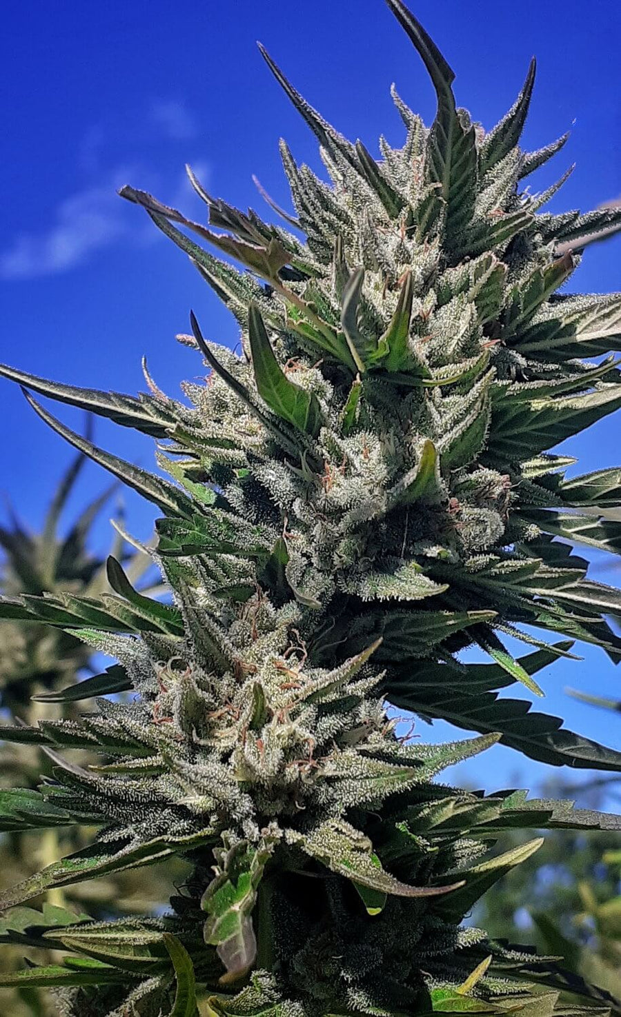 Haze Tao Auto Regular Seeds