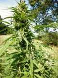 Micron Tao Auto Regular Seeds