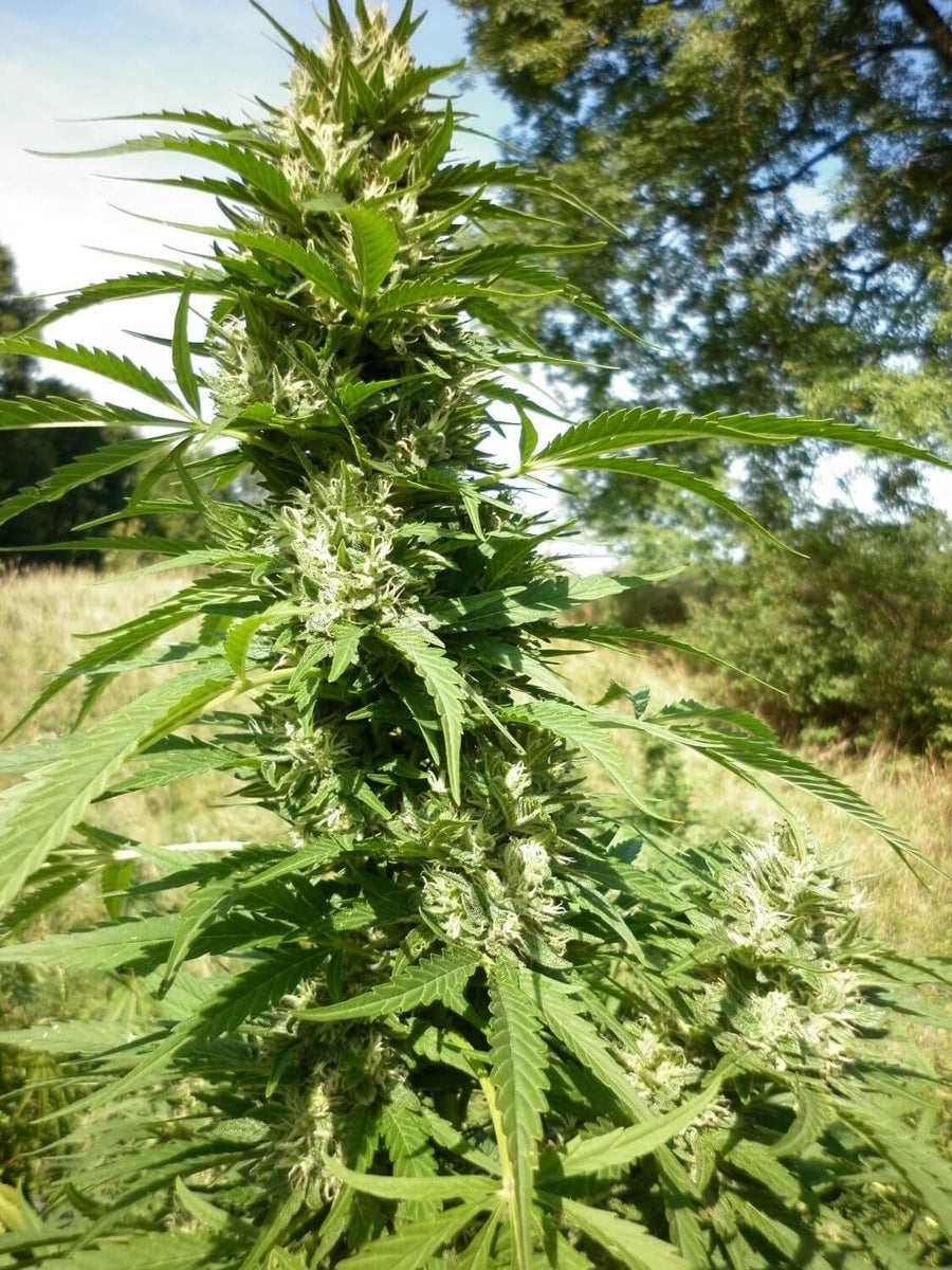 Micron Tao Auto Regular Seeds