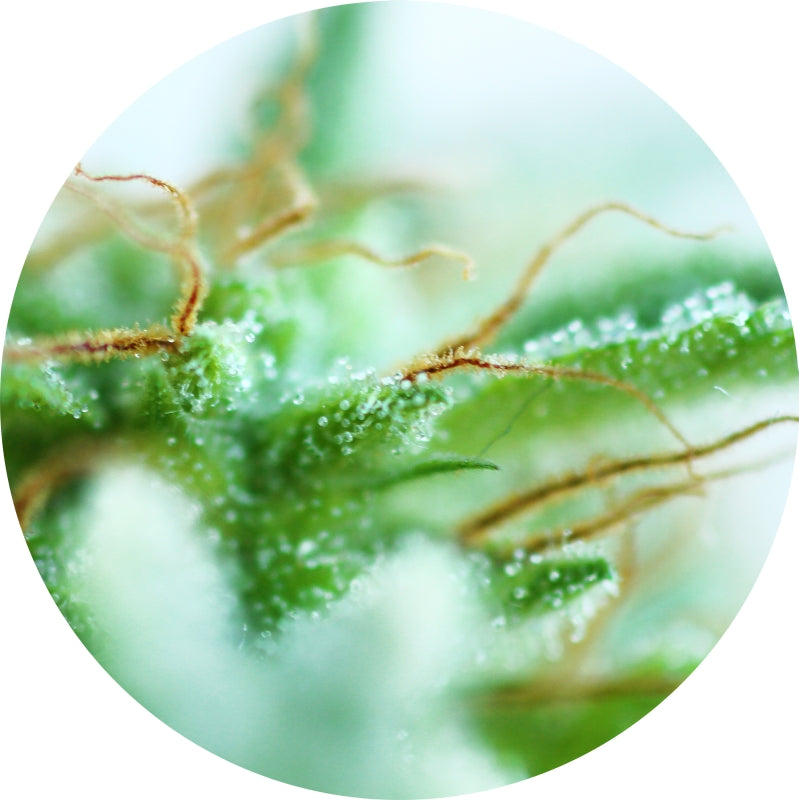 Sativa-Mix, reguläre Samen