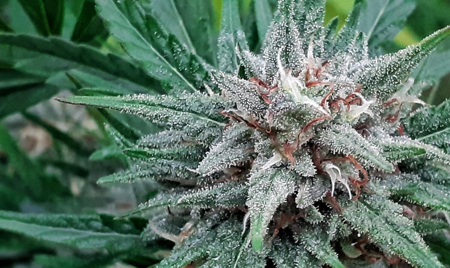 Sativa Samadhi reguläre Samen