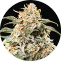Semi Mix Auto Regular Seeds