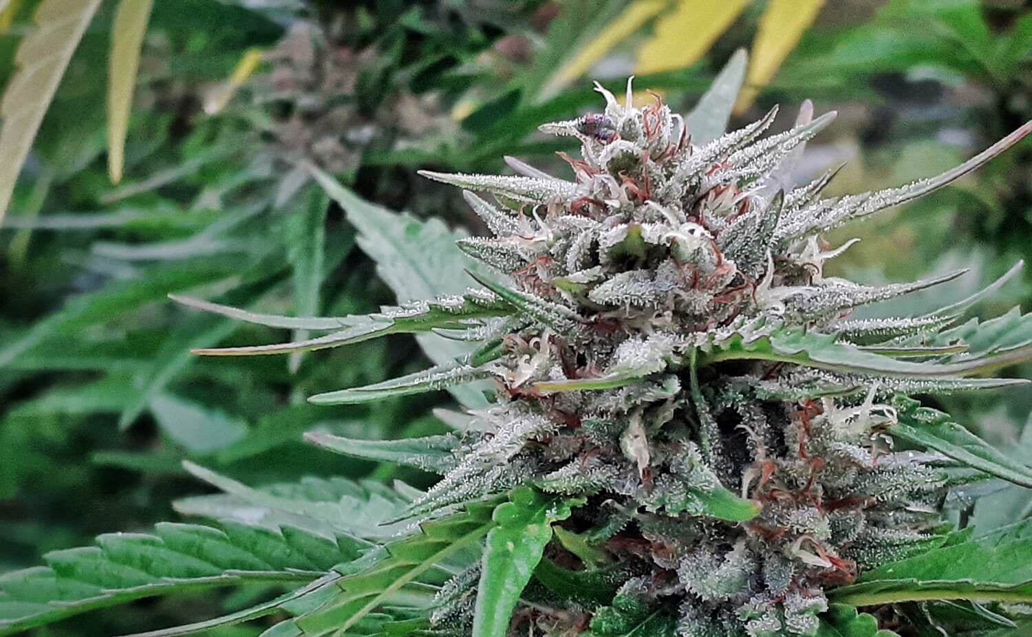Super Tao Auto Regular Seeds