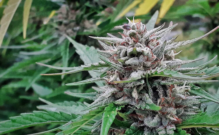 Super Tao Auto Regular Seeds