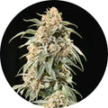 Tao Mix 2 Auto Regular Seeds