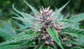 Tao Purple Regular Seeds
