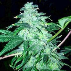 22 Feminised Seeds