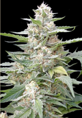 Feminisierte Samen von Lemon Amber Kush