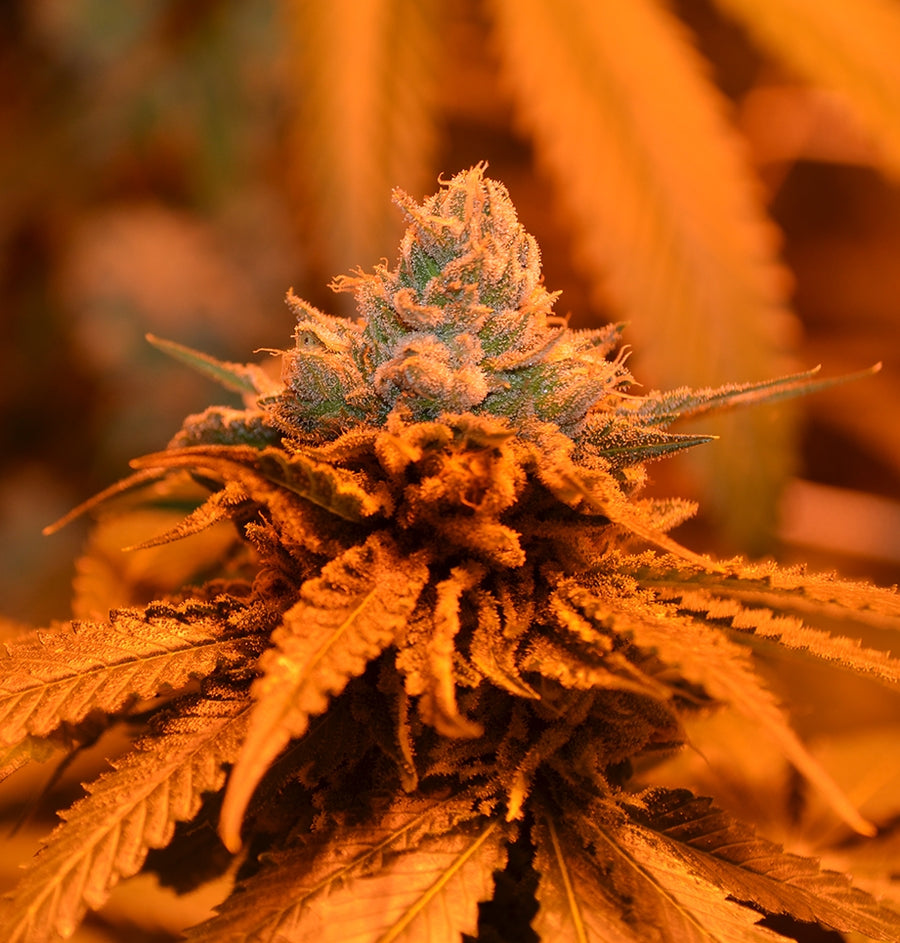 Candyland Feminised Seeds