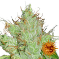 G13 Haze reguläre Samen