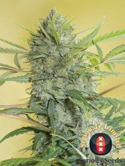 Serious Happiness Regular Seeds