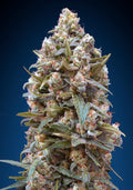 Female Collection #4 Feminised Seeds