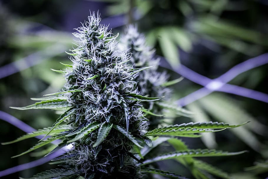 Blue Dream Feminised Seeds - BULK x 100