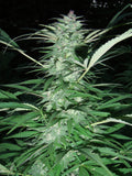 Serious 6 Regular Seeds